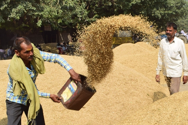 over 76 lakh tonne paddy procured in punjab 348584