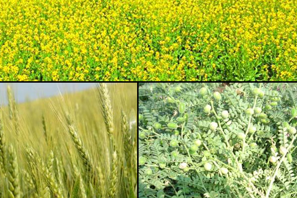  gram area decreased by 1063 percent wheat mustard sowing area increased 359803