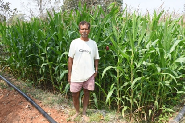 the area under maize cultivation in chhattisgarh has increased 10 times 507482