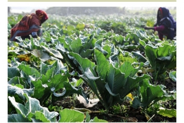 jharkhand is developing as a production hub of vegetables 18 lakh tonnes of vegetables are reaching the country and abroad 540453