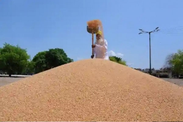 1188 lmt wheat sold under 5th round of auction 547533