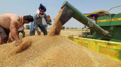  wheat became costlier by rs 50 per quintal due to decrease in arrival in the markets 659852