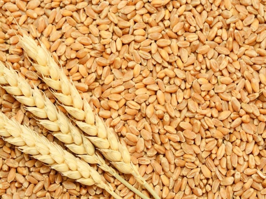  wheat becomes more expensive mill delivery reached rs 2760 per quintal further rise expected 667194