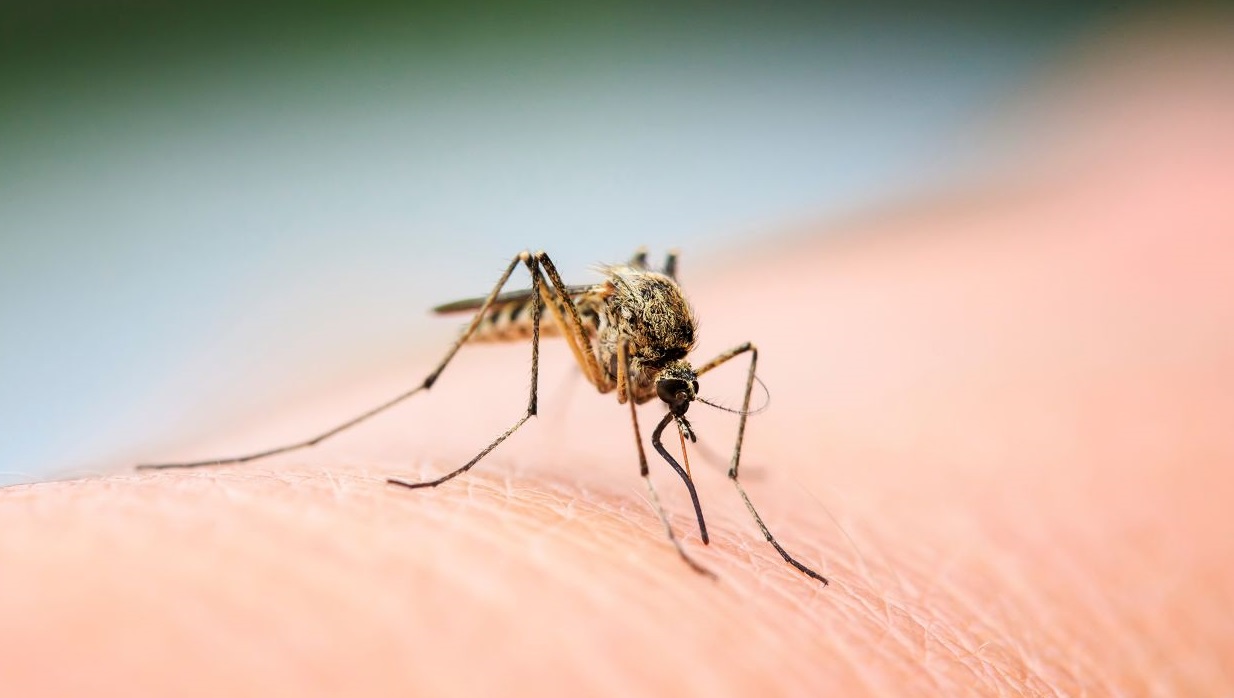  goodnight survey reveals people of western india feel disturbed in their sleep due to buzzing mosquitoes 678379