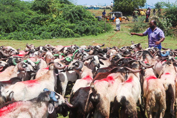 india can strengthen its position as a global leader in livestock exports 727335