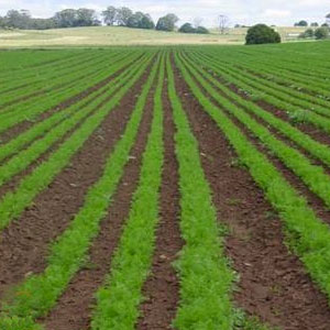 Germany in the agricultural sector will help Bihar