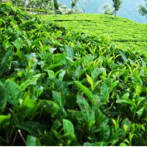 Tea exports fall 15 per cent to Rs 1,718.07 cr in first 6 mths of FY15