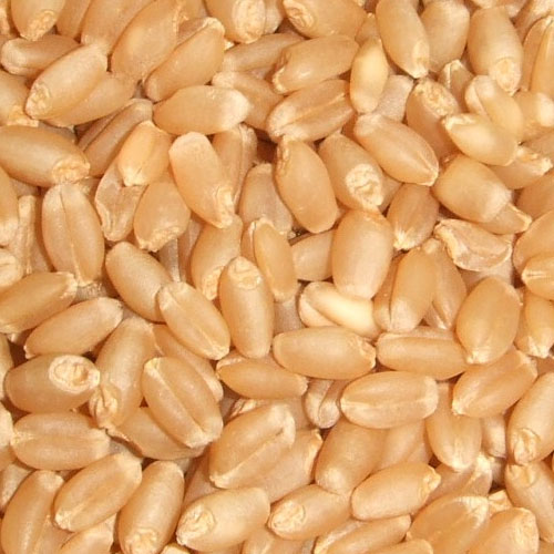 one cr tons of wheat lying in FCI godowns will be sold in open market