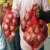  government allows export of 99150 tonnes of onion to six countries 634973