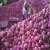  center lifts ban on export of onion 636364