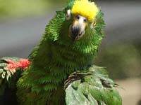 Colorful Parrot Wallpapers