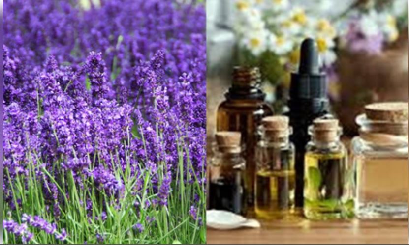 What is aromatherapy? How many diseases are being treated through it - Health Tips in Hindi