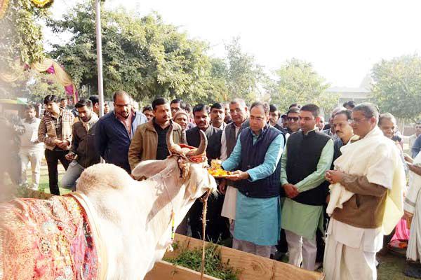 Hingonia the cow should be made to develop the village - Jaipur News in Hindi