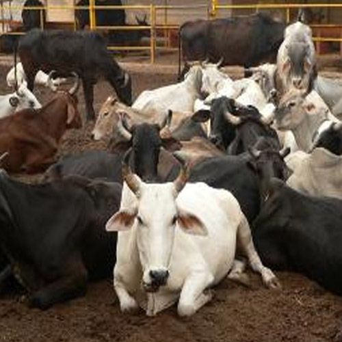 RSS thinker claims, use cow dung on cellphone to thwart away dangers of cellphone radiation - India News in Hindi
