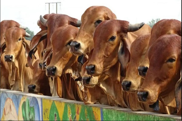संजीवनी: पशुधन देखभाल में एक अनूठी पहल