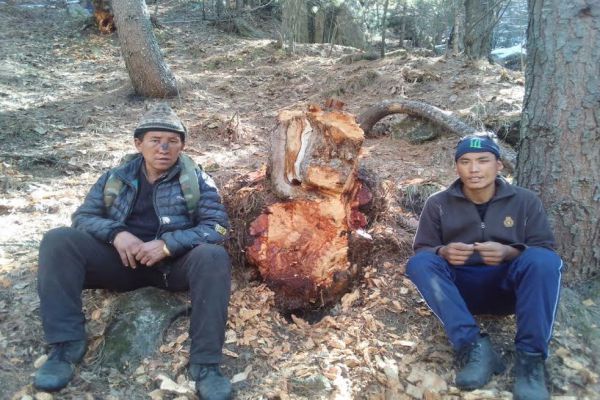 मेप्पल की गांठ के साथ दो धरे