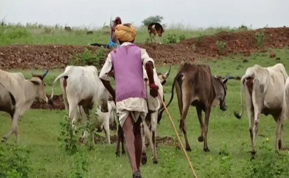The process of setting apart pasture land for population expansion has started in Neemrana - Kotputli-behrore News in Hindi