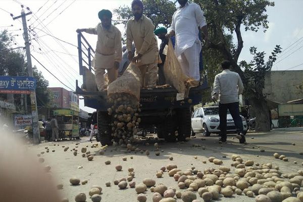 आलू उत्पादक किसानों ने सड़कों पर आलू बिखेरे