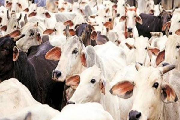 अयोध्या में गायों को सर्दी से बचाने के लिए पहनाए जाएंगे कोट