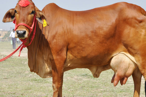 These farmers of Haryana are making millions of crores of rupees by animal husbandry. - Rohtak News in Hindi