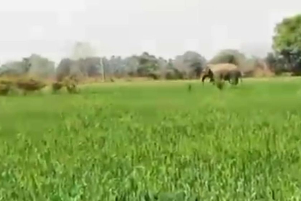 Bihar: Forest department engaged in controlling elephant that has killed 4 people - Patna News in Hindi