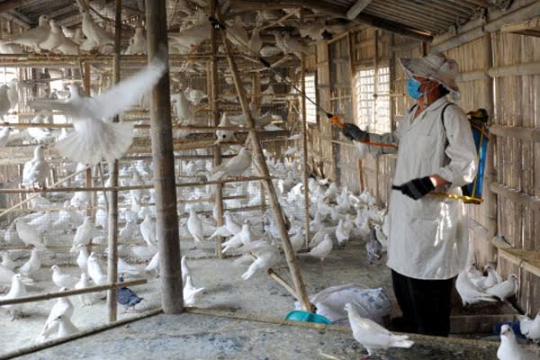 Bird flu in birds of 27 districts of MP - Bhopal News in Hindi
