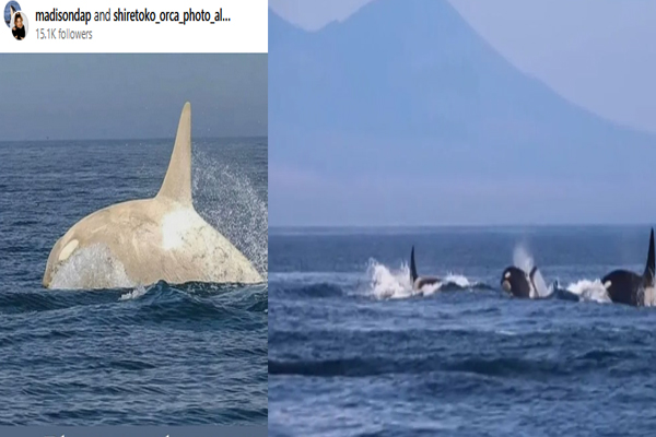 Albino killer whale seen diving with a herd in the sea, video goes viral - Weird Stories in Hindi