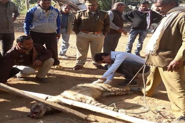 Wild animal in residential area, people got scared - Pratapgarh News in Hindi
