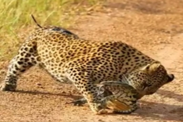 Leopard or something in the streets of Ghaziabad, panic occurred - Ghaziabad News in Hindi