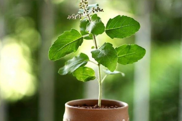 Never plant Tulsi plant in this direction, it causes inauspiciousness in life. - Vastu Tips in Hindi
