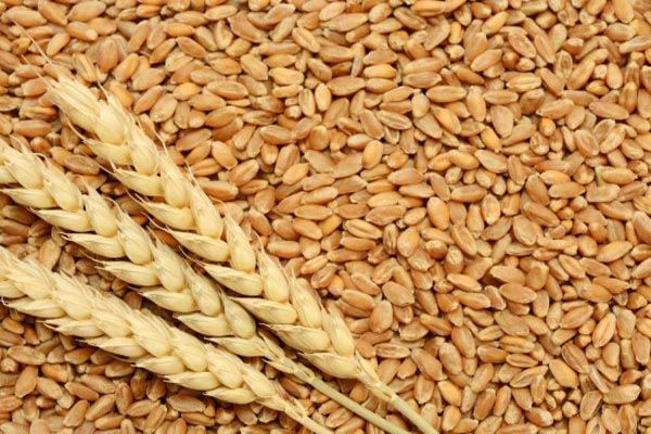 5000 wheat procurement centers to start operations in UP - Lucknow News in Hindi