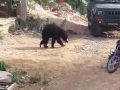 Bears reached in residential area of Sirohi