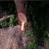 illegal chandan tree cutting in pratapgarh