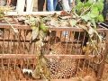 UP: Bijnor Forest Department team caught another leopard