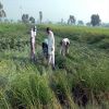 Heavy rains damaged the crop farmers