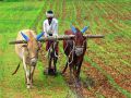 New government may face big problem of agriculture crisis