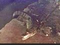 Crocodile pulled girl into canal in Bareilly, fear of death