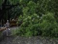 Tree fell on a slum in Mumbai, one killed - Maharashtra News in Hindi