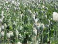 Farmers demanding amendment in new opium policy in Rajasthan