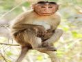 Uttar Pradesh: Middle-aged man jumps from roof to escape from monkeys, dies