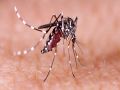 Communicable disease control and Dastak campaign will be monitored daily, negligence will be punished