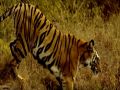 Man-eating tiger terror continues in Bihar, mother and son targeted - Bihar News in Hindi