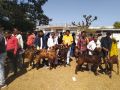 Goats of Sirohi breed were distributed free of cost in Rajasthan