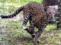 7-yr-old mauled to death by leopard in UP