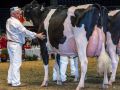Know About Uniqueness About Eastside Lewisdell Gold Missy Cow