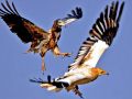 This photo won the first prize of online competition