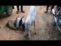 Pregnant goat dies after being gang raped by 8 men in Haryana